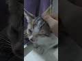 smol littol cat with 6 circles on his back:)