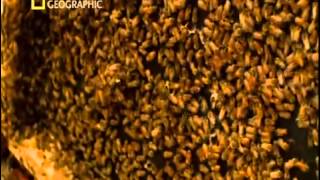 El Silencio de las Abejas -National Geographic