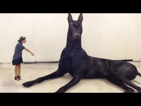 Video: 11 Binatang Anjing yang Memandu Tinggi