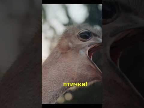 Страусы не прячут голову в песок #страусы #птицы #фактыоживотных