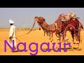 Nagaur tourist places / Facts about/Nagaur/Rajasthan