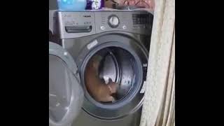 滾筒洗衣機等於小貓咪運動的地方