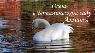видео: Прогулка по Ботаническому саду в Алматы. 24.10.2025 картинка: Прогулка по Ботаническому саду в Алматы. 24.10.2025