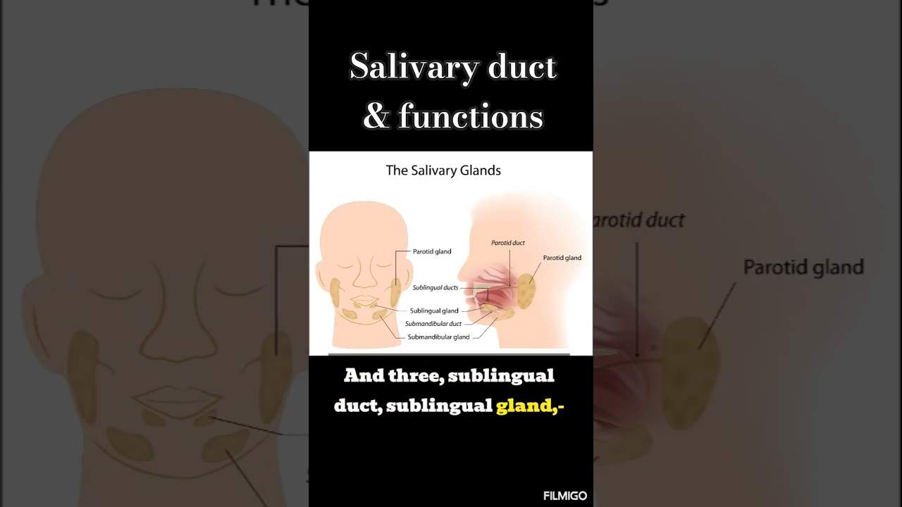 Salivary duct & functions | more info in description | 