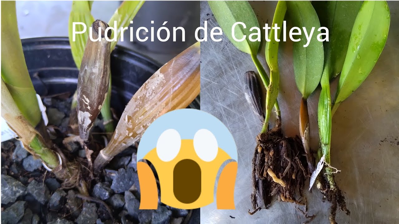 !!RECUPERA CATTLEYA PODRIDA!!