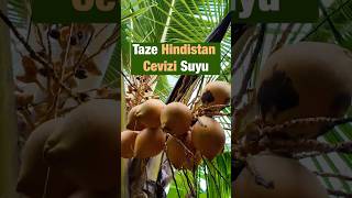 Zanzibarda Taze Hindi̇stan Cevi̇zi̇ Suyu Veren Ağaç