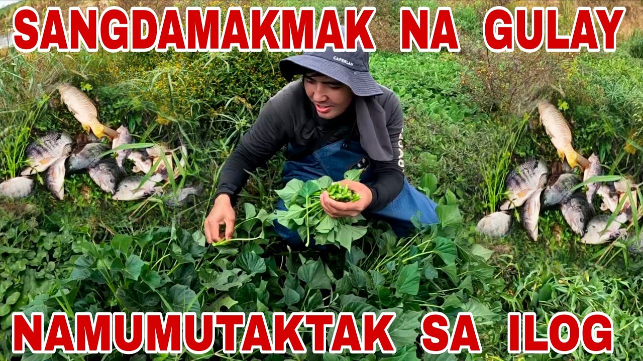 Pinakamalaking Gold Na Isda Ang Nalambat Namin Sa Ilog Ng Taiwan