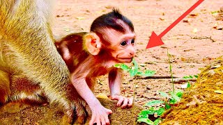 So cute adorable newborn baby monkey love attention to mommy. baby need milk