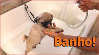 Primeiro banho do Xerife | Pug