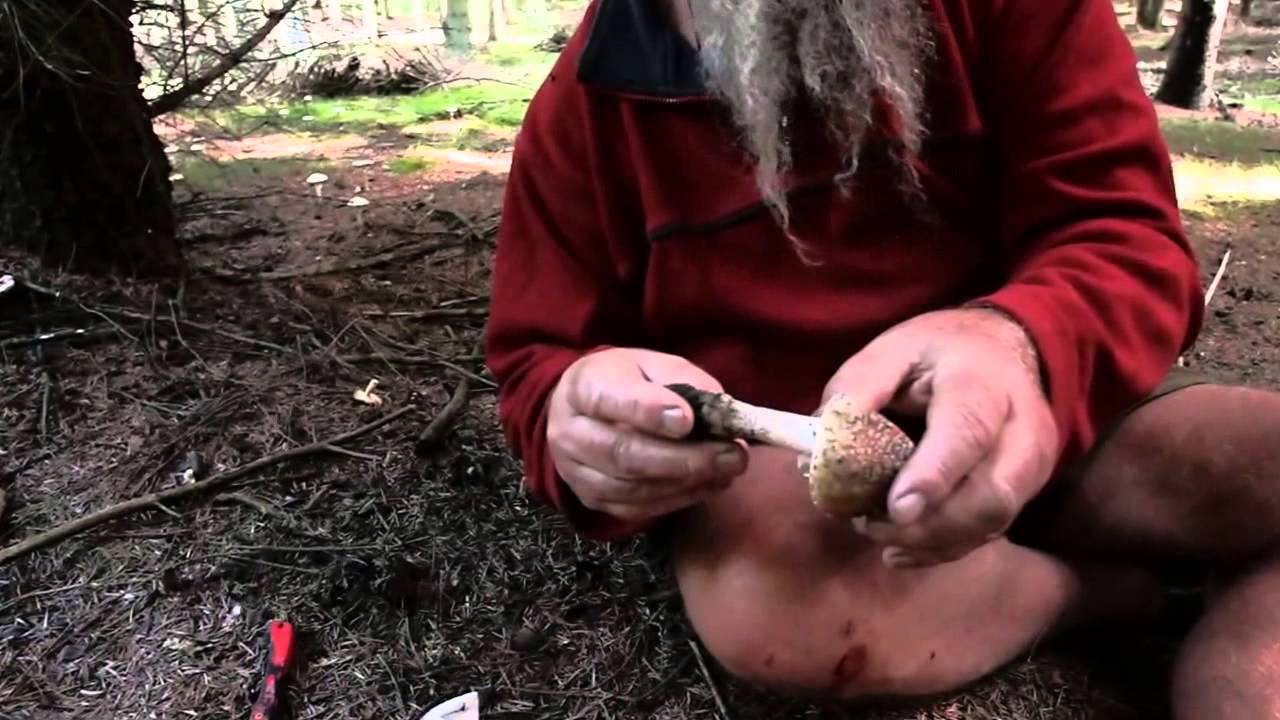 2 Dangerous Edible Musrooms/ Expert Sten Larris/ Djursland