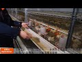 5  BIG HERDSMAN  manual broiler cage demo人工肉鸡简易笼