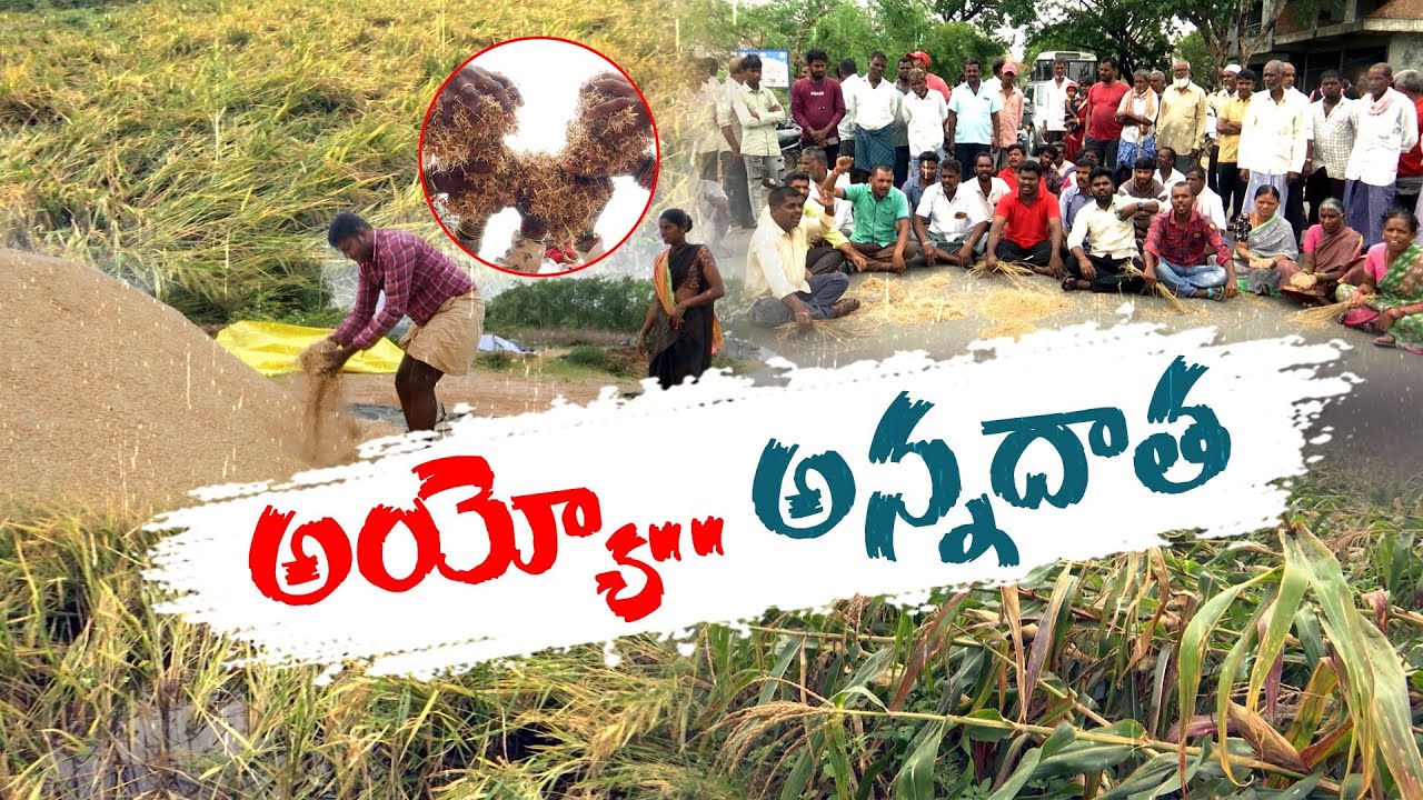 Crops Damaged Due To Untimely Heavy Rains In Joint Warangal Dist ...