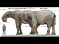 Deinotherium Sounds