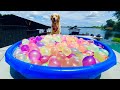 DOG'S FIRST REACTION TO WATER BALLOONS!