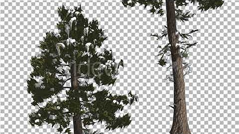 Douglas Fir Two Trees Snow on a Branches Winter | Motion Graphics - Envato elements