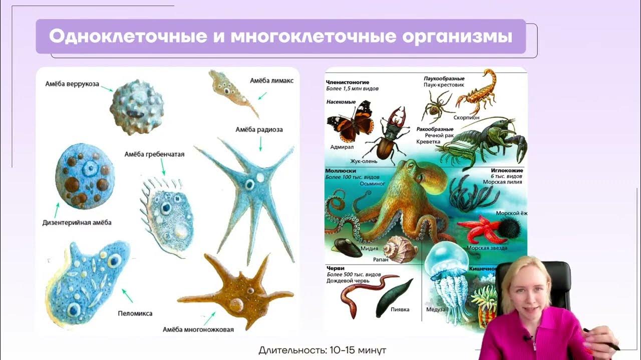 Реакции организмов биология. Типы питания одноклеточных и многоклеточных организмов. Тип Саркомастигофоры систематика. Типы питания ЕГЭ биология. Многоклеточные анаэробы.