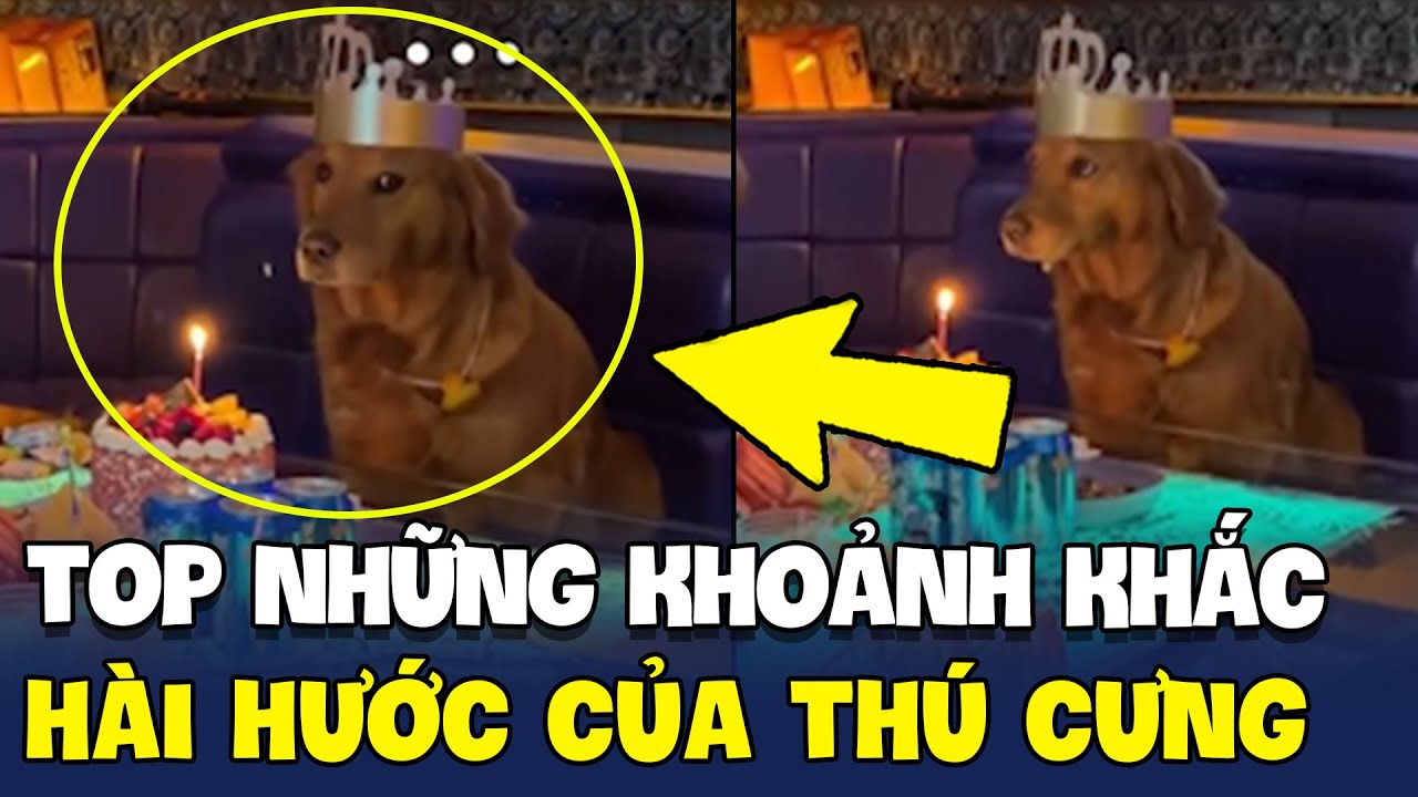 TOP NHỮNG KHOẢNH KHẮC HÀI HƯỚC CỦA THÚ CƯNG  l Thú Cưng TV ...