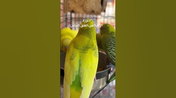 #سورة #الإخلاص #الفلق #الناس #قرآن #علاء_عقل #التوحيد #المعوذات #طيور #البادجي #quran #budgies #usa