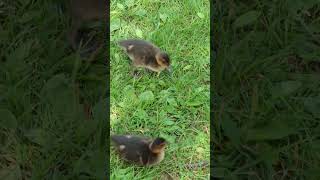 Sony Xperia 1 V demo: Ducklings (tele 5.2x, 4k, 30fps)