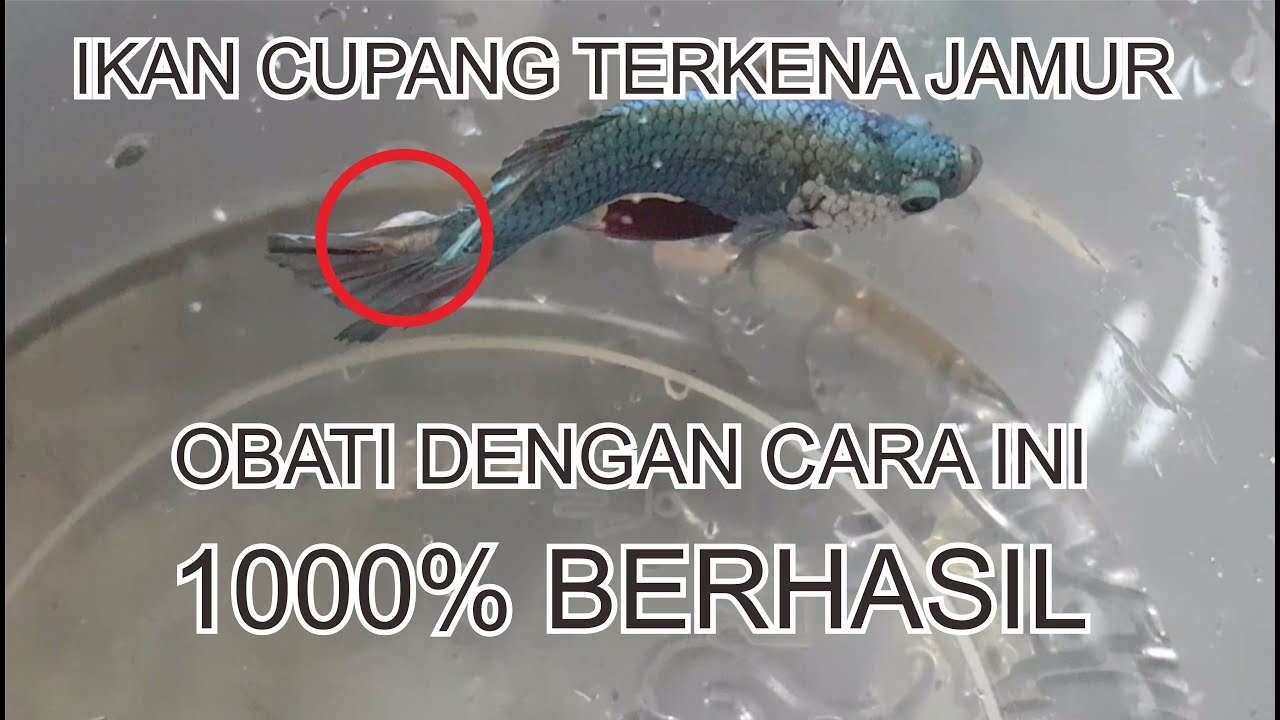 Ikan Cupang Terkena Jamur - OBATI Dengan Cara Ini Dijamin Berhasil