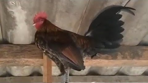 qaib dib qua zoo kawg