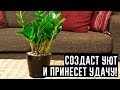 Замиокулькас — Долларовое Дерево: Секрет ухода за ним!