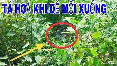 MÓC LỔ XONG RẢI CÁM, MỚI TÁ HOẢ KHI ĐỂ MỒI XUỐNG (Bản Full)// Fishing at the new fishing spot