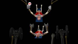 Dumbbell Bench Press vs. Dumbbell Fly #ChestWorkout #muscleandmotion