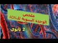 2 ثانوي ملخص الوحدة البنيوية للADN 