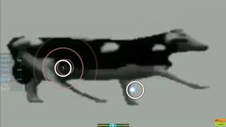 Dancing Polish Cow in Osu!