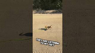 Automatic stop makes walks a breeze