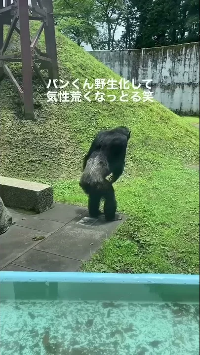 猿が物を投げてくる