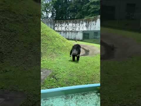 パンくん野生化#志村どうぶつ園 #志村けん#動物園 #zoo #animals＃パンくん