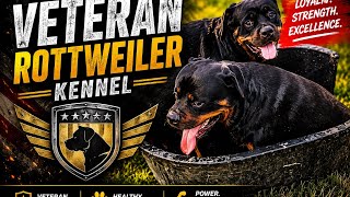 Does Wetting a Rottweiler Really Keep Them Cool