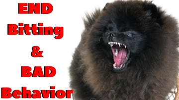 How to stop Dog Aggression quickly And easily - In a few steps! in 2020