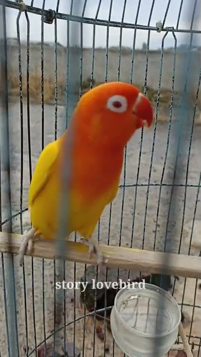LOVEBIRD NGETIK NGEKEK,Masteran Lovebird Lutino paling ampuh