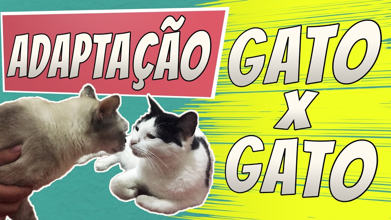 A chegada de um novo gatinho a casa