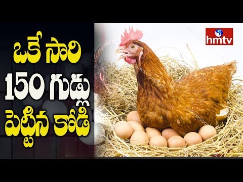 ఒకేసారి 150 గుడ్లు పెట్టిన కోడి ...! | Telugu News  | hmtv