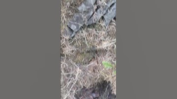 Unblocking tightly packed culvert!!