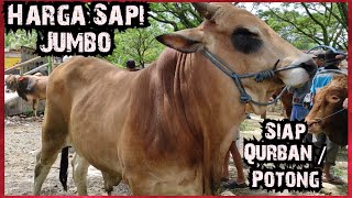 Harga Sapi Jumbo, Sapi Siap Potong Pasar Glenmore Banyuwangi Jatim