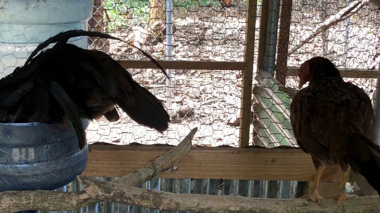 My Ruble hatch checking out his lady nest.