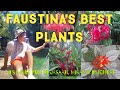 Different Plants ni Faustina