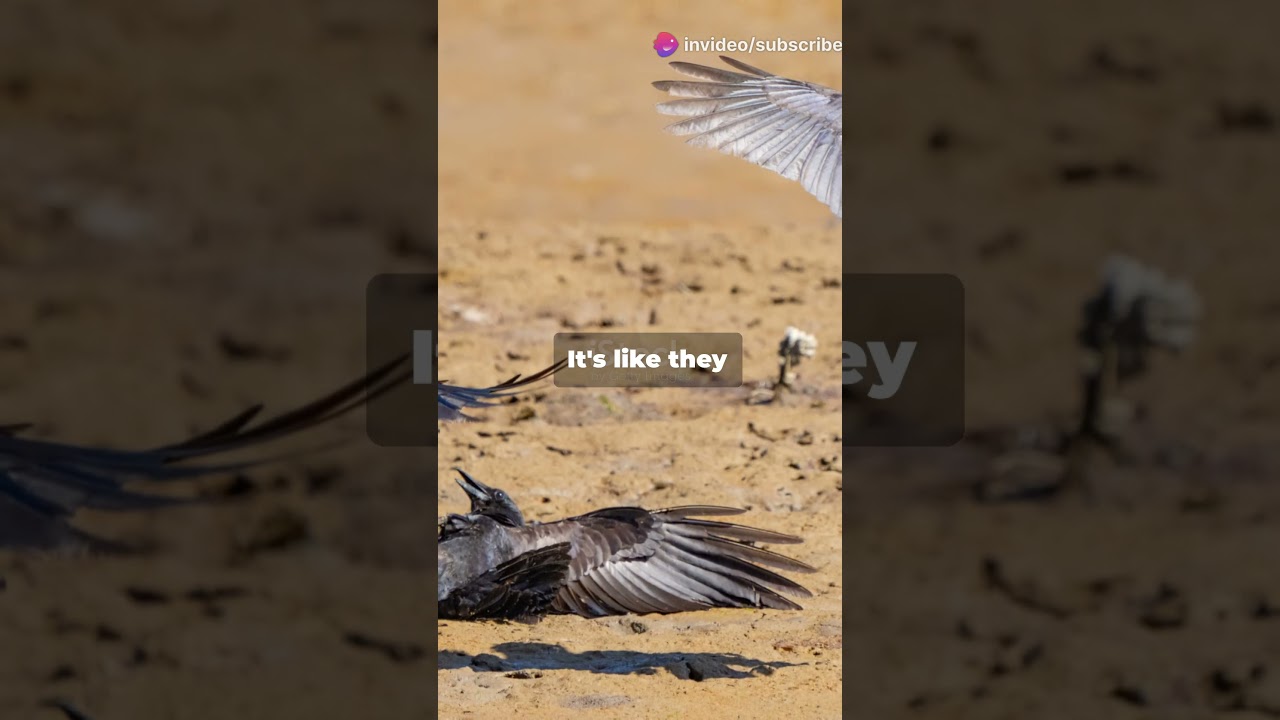 Why This Crow Invented Petty Revenge