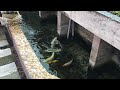 Aquarium (Koi 800 gallons) after 24 months😍 hồ cá (Koi 3000 lít) sau 24 tháng