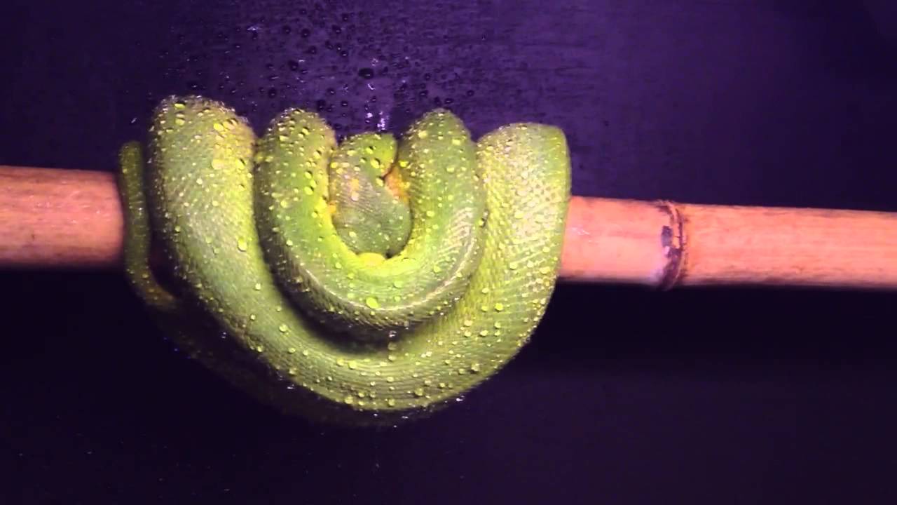 CB 2003 Wamena Green Tree Python drinking from her coils. - YouTube