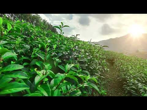 شاي الكبوس في مصر   