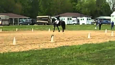 Jancke (Tsjerk 328 X Falke 291) First Dressage sho...