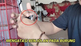 MENGATASI BENJOLAN PADA BURUNG, BURUNG APAPUN BEGINI CARANYA