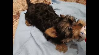 Yorkshire terrier 'retriever ' 12 weeks old #Letoyorkshire