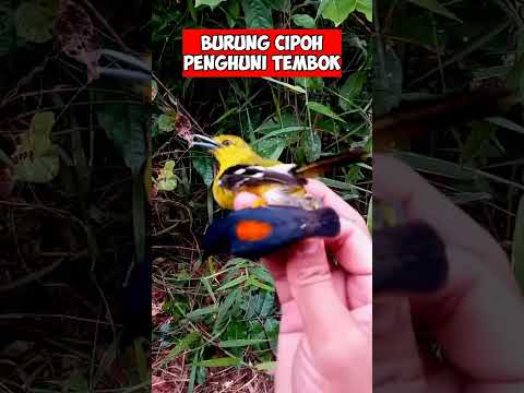 Video: Kapan passerine keluar?